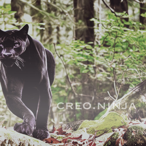 The Panther