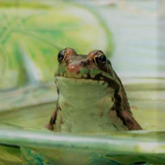Are Those Frogs?