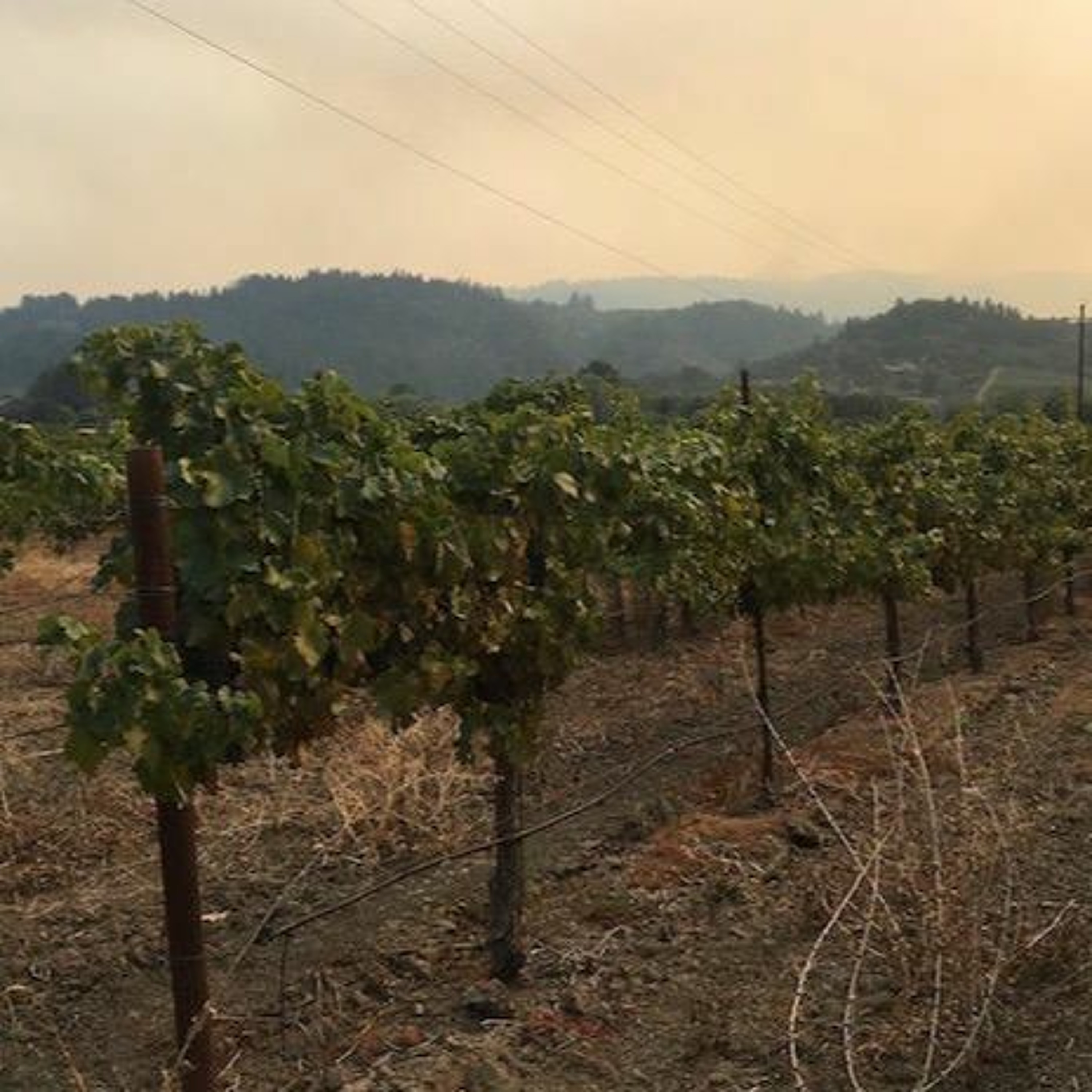 Farmworkers Risk Smoke, Heat, And COVID-19 As California Burns episode artwork