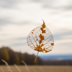 Wie ein Blatt im Wind
