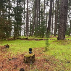 FKISM: Pine Forest ambience, Myponga Reservoir Reserve, August 2023