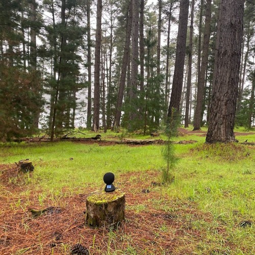 FKISM: Pine Forest ambience, Myponga Reservoir Reserve, August 2023