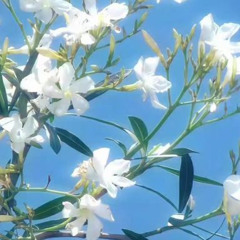 kayyo - no back w trini sqwore (sleepin roffll)