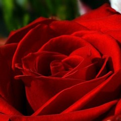 La rosa enflorece [The Rose Blooms] (Live)