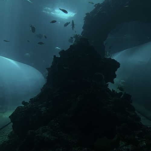 Submarine trépidation