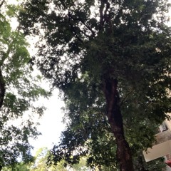 Medo de Lugares Altos