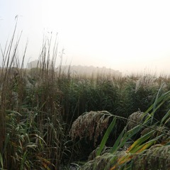 Skabelsen - 1. Afsnit, Stemmer Fra Amar