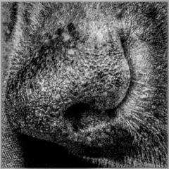 The Adventures of Sniff the Detective Dog pt.2: 2077