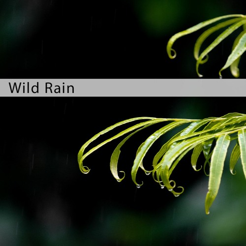 MAFX021 Wild Rain Demo STEREO