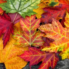 Autumn Leaves (рус)