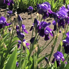 SFP / chrome vocals / unmixed