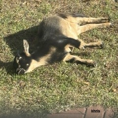 I told you this would happen (prod. Sorrow bringer)