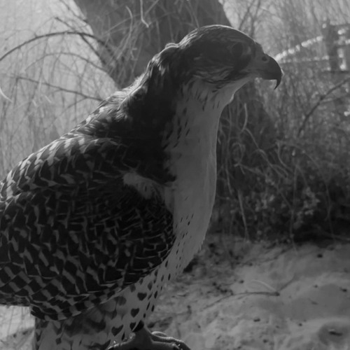 كم شجيع لا لطمنا 🦅🔥