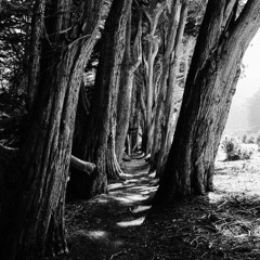 Walking under the shades