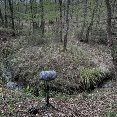 Dawn Chorus in the Early Days of Spring at Hodul, Balikesir