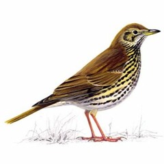 Dawn Chorus: Song Thrush (Hayley, Tintern)