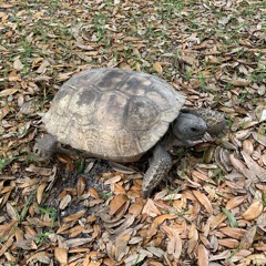 Grounded prod. ccuriana