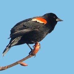 Black Color Bird