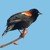 Artwork for Black Color Bird