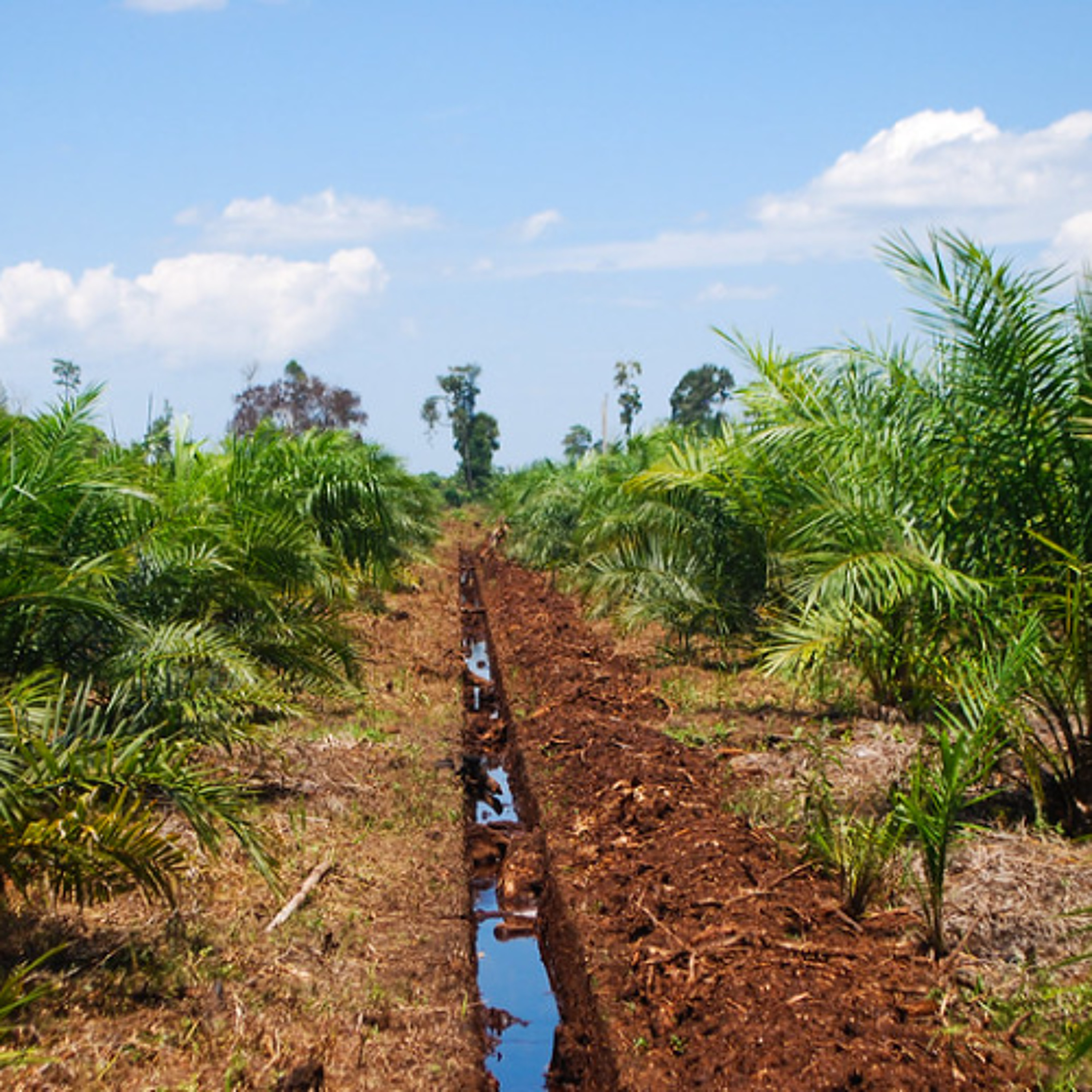 Deforestation Won’t End Because of Good Corporate Hearts