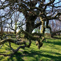 The Lichen Tree