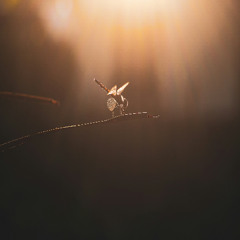 | FREE DOWNLOAD: Essco - Firefly (Original Mix) |