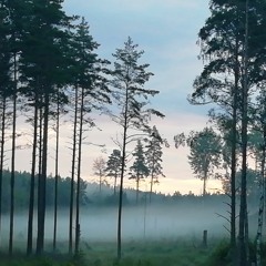 Magical Nightingale Singing in Sweden - Pure Nature Sounds - EXCERPT