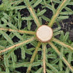 Veel ja veel/More and more