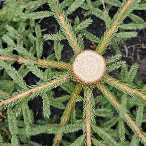 Veel ja veel/More and more