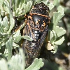 Cicada - Sagebrush Cicada
