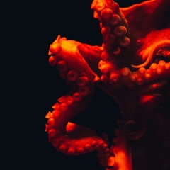 Oct\13-Topus.wav