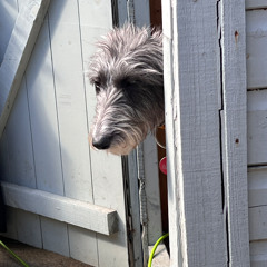 No One's Getting Out Of This Alive (Acoustic)