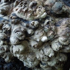 synaptic immolation