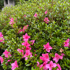 playing tricks - thuy (cover)