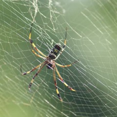 الشيخ راغب مصطفى غلوش من سورتي هود والنصر بدون صوت المستمعين تلاوة نادرة(MP3_320K).mp3