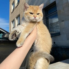 фиты пиро
