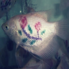 p_etty