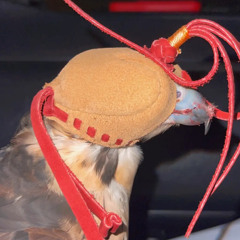 ᴹᴿᴹ حــنا نــتــحـزم بــلــطـيـور