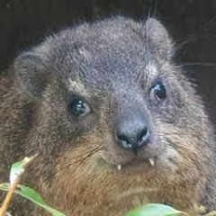 Crazy Hyrax