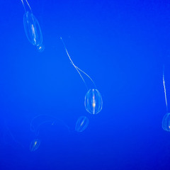 Tale of the Ocean Lady (2023 version)