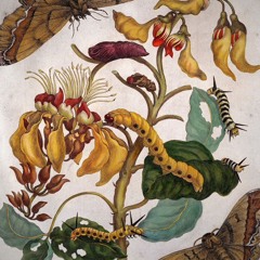 Sonic Trail 13.2 — metamorphóses 🐛