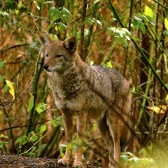 Coyote Brings Fire, by Chad Valdez