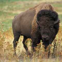 Buffalo (Wikipedia) Remix (2015)