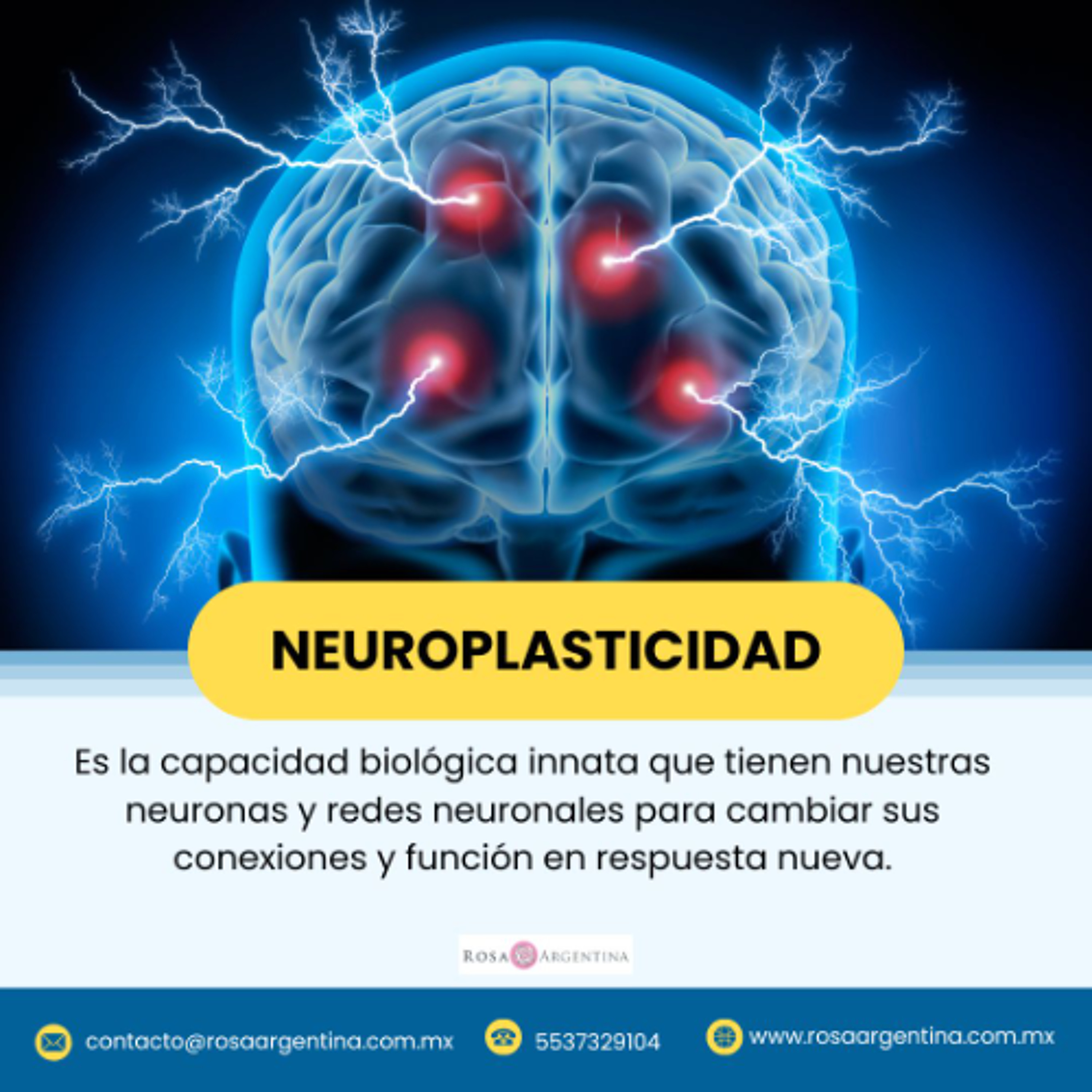 ¿QUÉ ES  LA NEUROPLASTICIDAD?