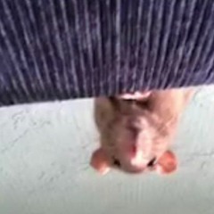 Joint Division rat magic