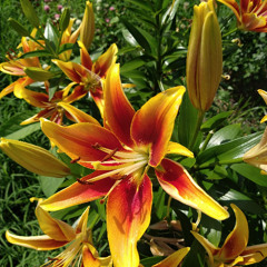 Portals of Initiation