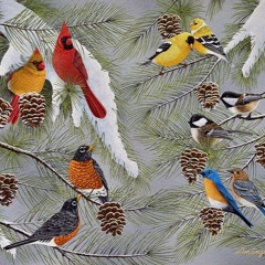 Snowbird Poem With Music