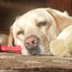 Sleep Hypnosis General