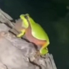 Jazz Frog