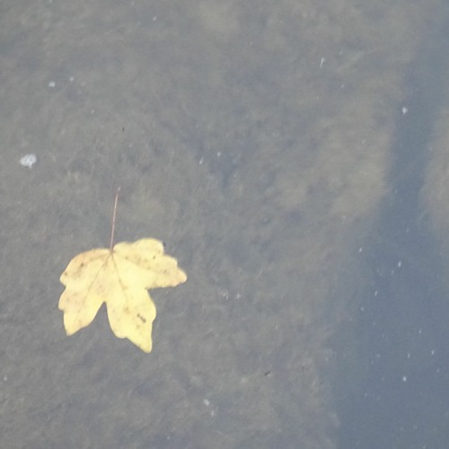 Marco Lucchi - A bare tree [Naviar Haiku # 476]